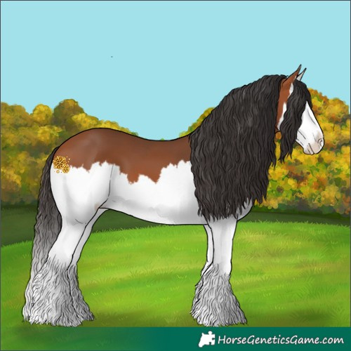 Horse Color:Bay Splash 