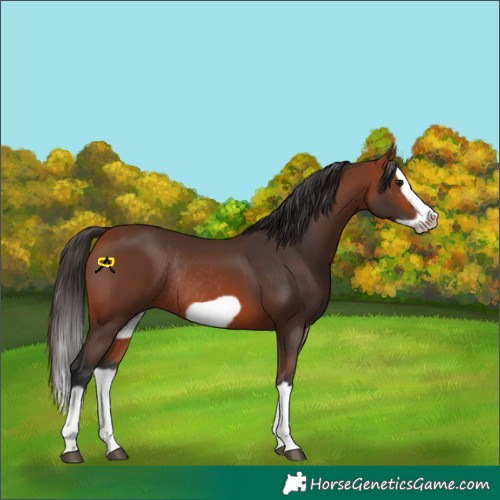 Horse Color:Bay Splash Frame Rabicano