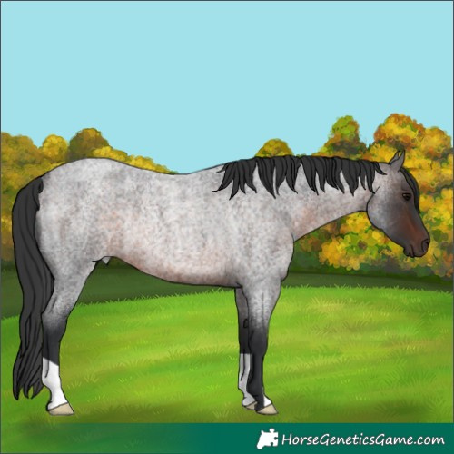Horse Color:Brown Roan Rabicano