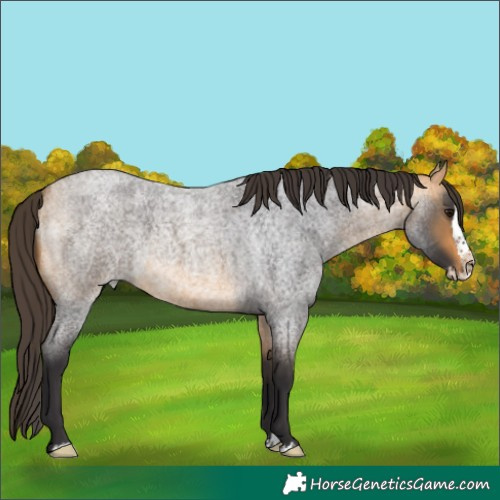 Horse Color:Buckskin Roan Splash Rabicano 