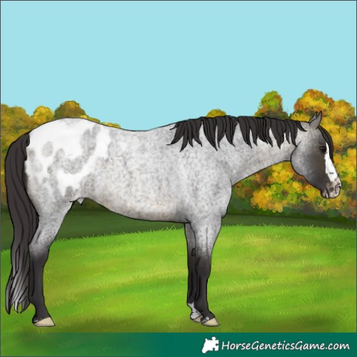 Horse Color:Buckskin Roan Splash Appaloosa