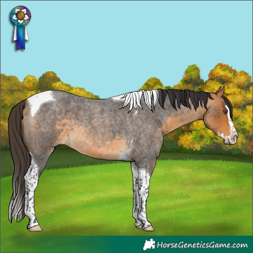 Horse Color:Buckskin Roan Splash Tobiano