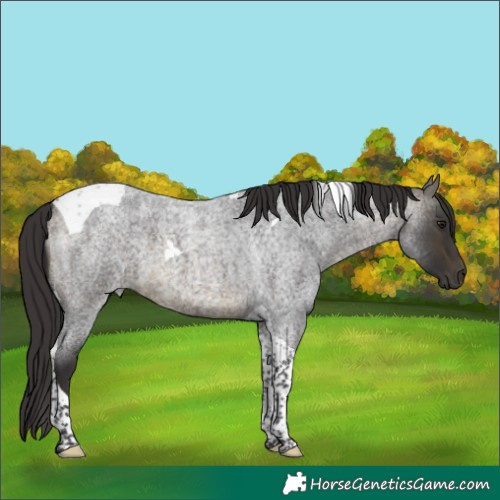 Horse Color:Buckskin Roan Tobiano