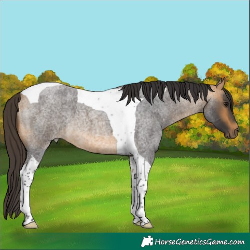 Horse Color:Buckskin Roan Tobiano