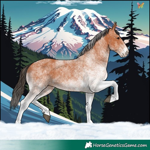Horse Color:White Spotted Bay