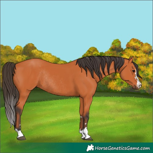 Horse Color:Bay Rabicano 