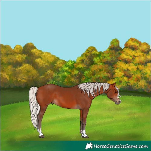 Horse Color:Silver Bay