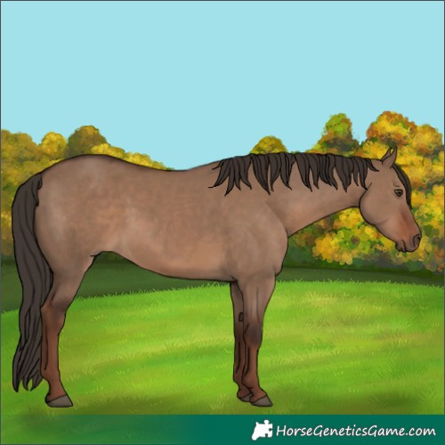 Horse Color:Liver Red Dun 