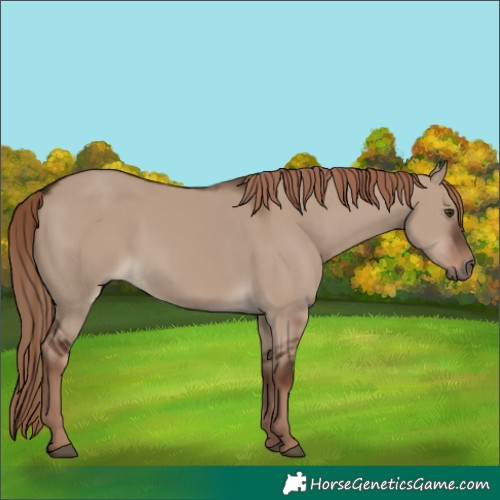 Horse Color:Liver Red Dun