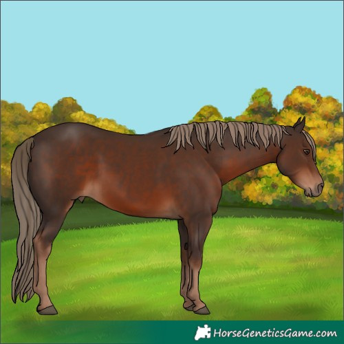 Horse Color:Liver Chestnut 