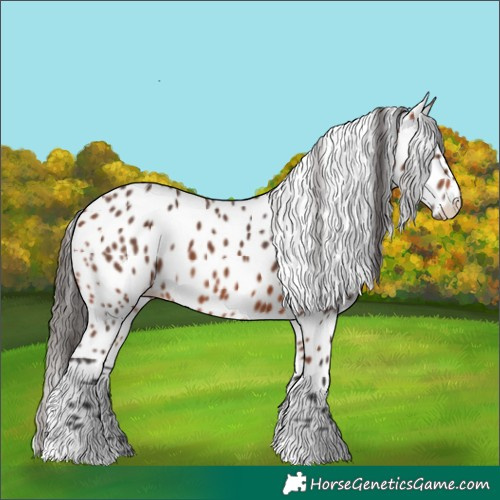 Horse Color:Bay Tobiano Frame Leopard 