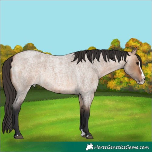 Horse Color:Bay Roan Dun Splash 