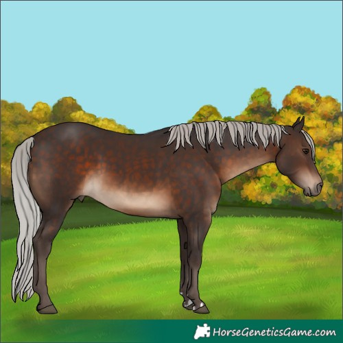 Horse Color:Silver Brown 