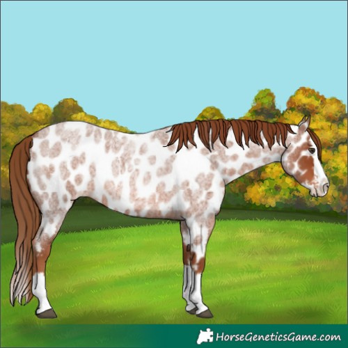 Horse Color:Red Roan Splash Near Leopard 