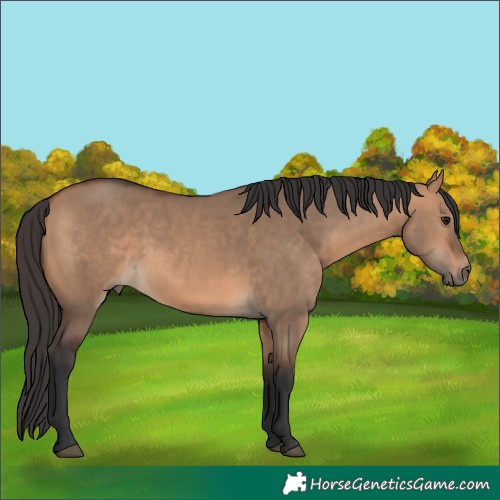 Horse Color:Bay Dun 