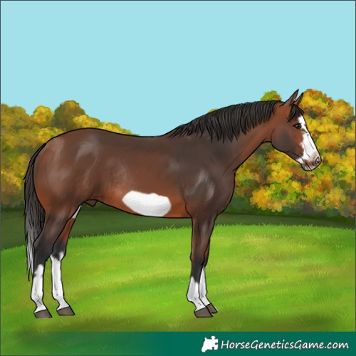 Horse Color:Bay Splash Frame Rabicano 