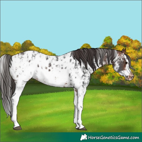 Horse Color:Bay Sabino Splash Appaloosa  and Bay Sabino Splash Frame Appaloosa 