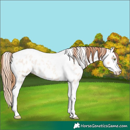 Horse Color:Gold Champagne Roan Dun Splash Tobiano Frame Appaloosa Rabicano