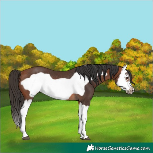 Horse Color:Bay Splash Frame Rabicano 