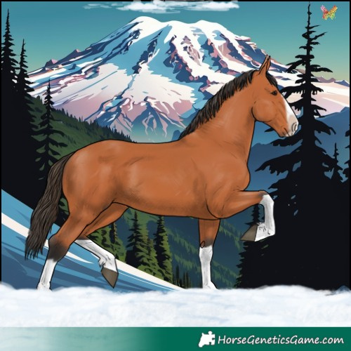 Horse Color:Bay Splash Frame