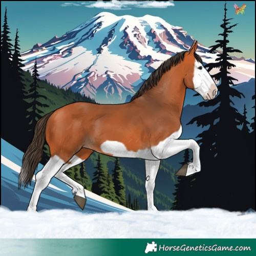 Horse Color:Bay Splash Frame