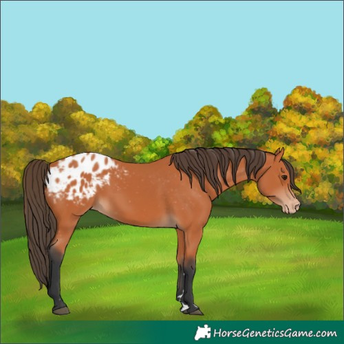 Horse Color:Bay Appaloosa 
