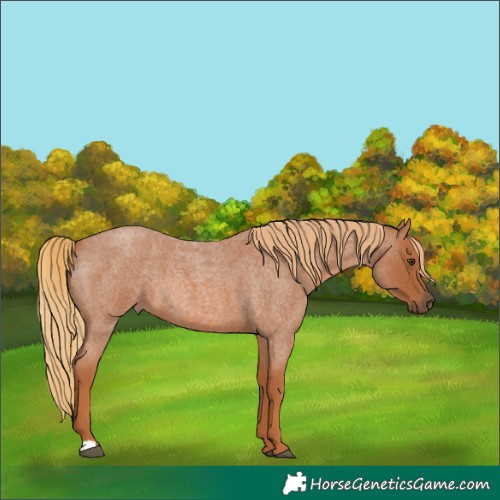 Horse Color:Red Roan 