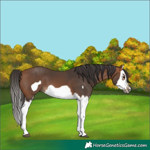 Horse Color:Bay Splash Frame 