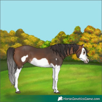 Horse Color:Bay Splash Frame 