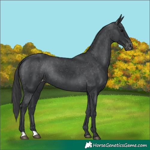 Horse Color:Black Appaloosa Rabicano