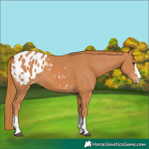 Horse Color:Chestnut Blanket 