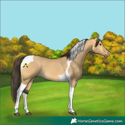 Horse Color:Buckskin Dun Tobiano 