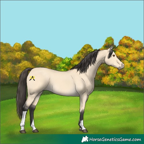 Horse Color:Buckskin Dun Tobiano