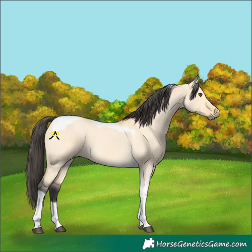 Horse Color:Buckskin Dun Tobiano