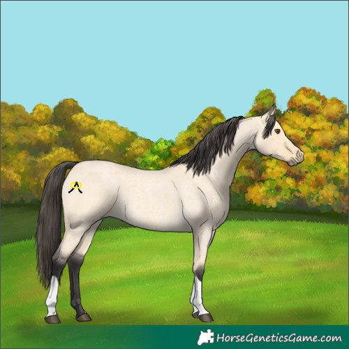 Horse Color:Buckskin Roan Dun Tobiano