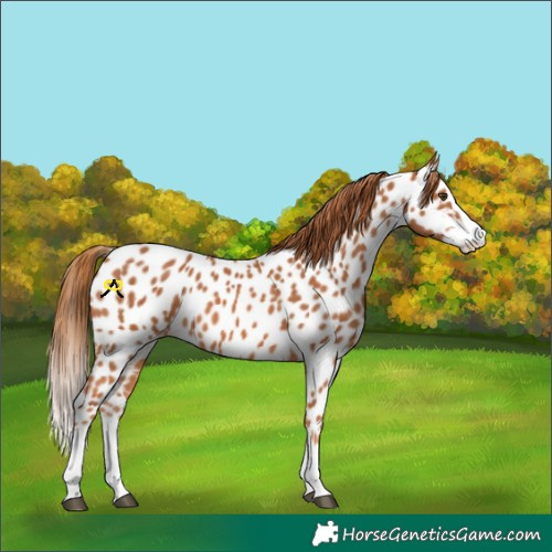 Horse Color:Chestnut Splash Appaloosa 