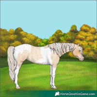 Horse Color:Gray Silver Amber Cream Champagne Roan Dun Splash Tobiano Frame Appaloosa Rabicano 