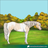 Horse Color:Gray Silver Amber Cream Champagne Roan Dun Splash Tobiano Frame Varnish Rabicano