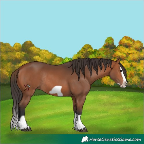 Horse Color:Bay Splash Frame Rabicano 