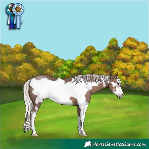 Horse Color:Silver Black Sabino Frame