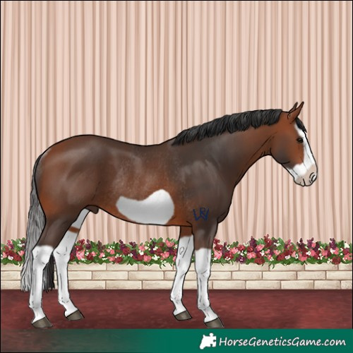 Horse Color:Bay Splash Frame Rabicano 
