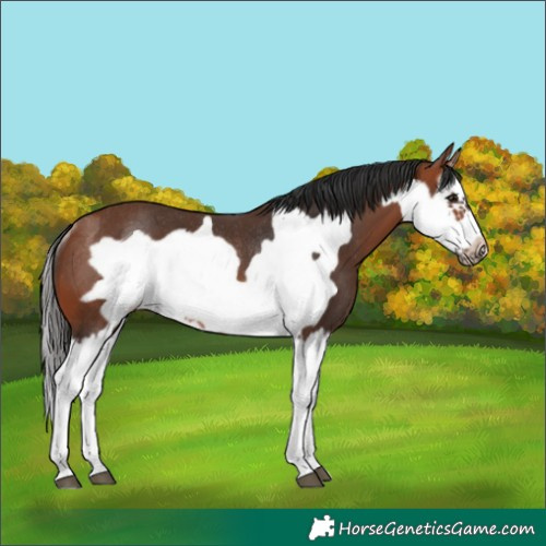 Horse Color:Bay Splash Frame Rabicano 