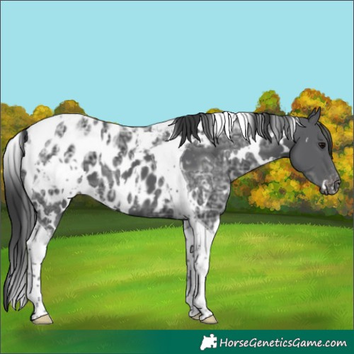 Horse Color:White Spotted Black Ice Tobiano Appaloosa 