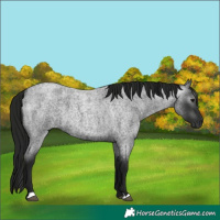 Horse Color:Gray Blue Roan 