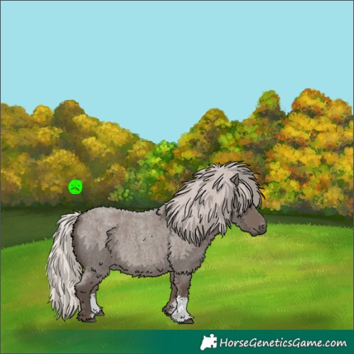 Horse Color:Silver Blue Roan Sabino