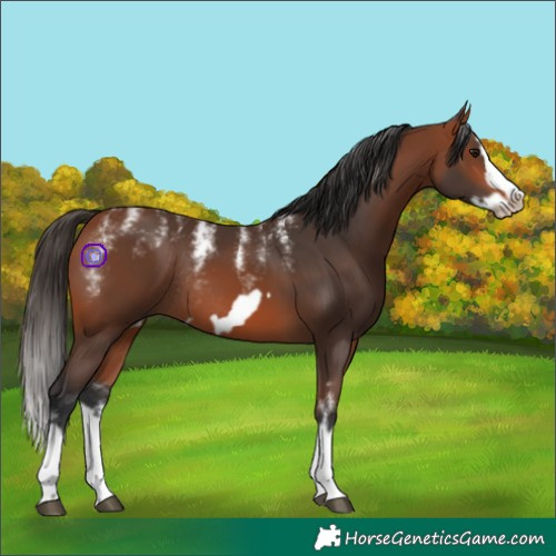 Horse Color:Powder White Bay Splash Frame Rabicano
