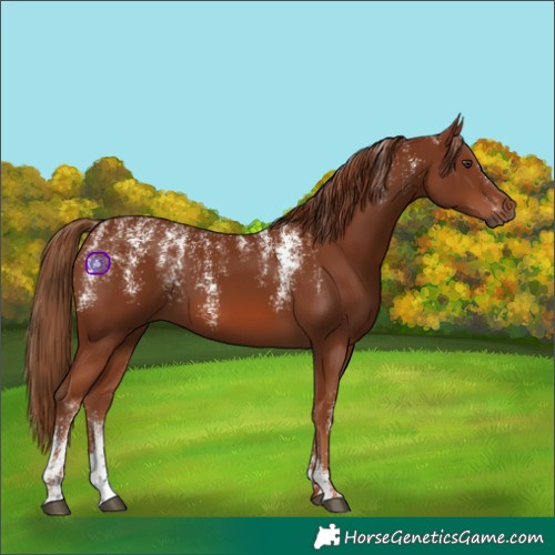Horse Color:Powder White Chestnut