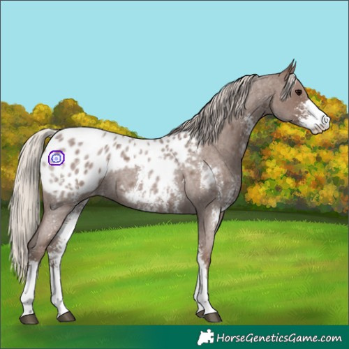 Horse Color:Silver Blue Roan Sabino Appaloosa 