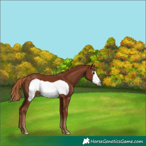 Horse Color:Gray Chestnut Frame