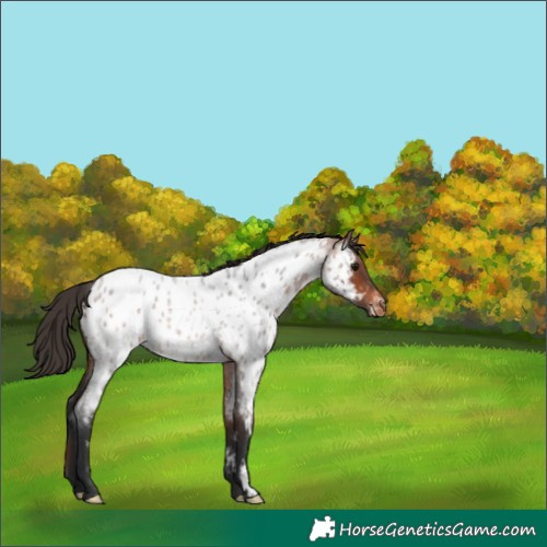 Horse Color:Bay Roan Appaloosa